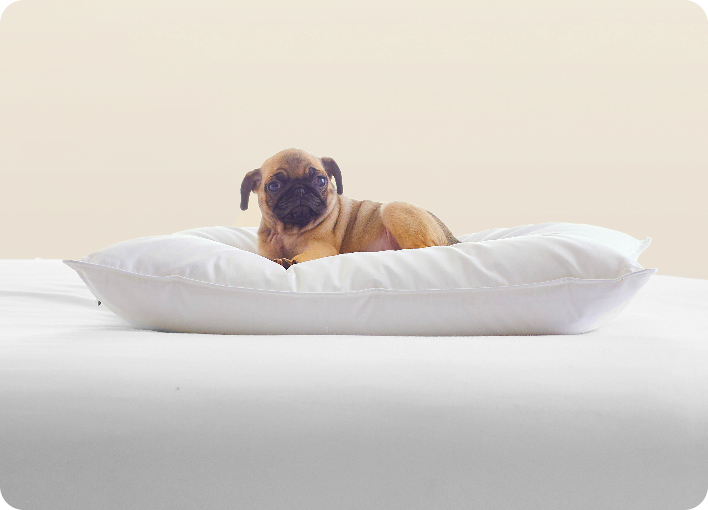 stomach-sleeper-soft-density